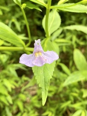 Mimulus ringens