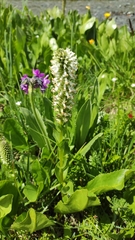 Lagotis integrifolia