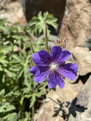 Geranium gymnocaulon