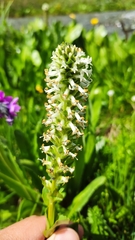 Lagotis integrifolia