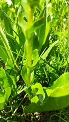 Lagotis integrifolia