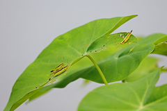 Gesonula punctifrons