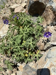 Geranium gymnocaulon