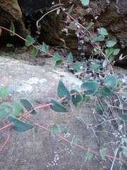 Leucopogon amplexicaulis