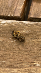 Apis mellifera