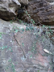 Leucopogon amplexicaulis