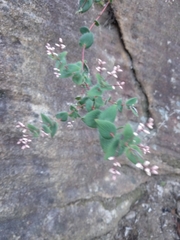 Leucopogon amplexicaulis