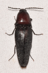 Parallelostethus attenuatus