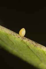 Danaus chrysippus