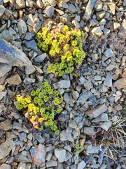 Azorella hydrocotyloides
