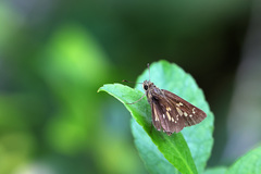 Polytremis lubricans