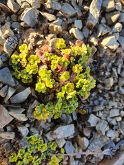 Azorella hydrocotyloides