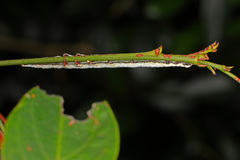 Bastilla joviana