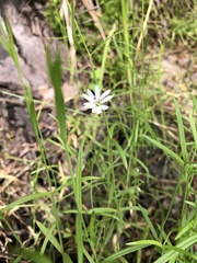 Stellaria palustris