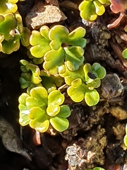 Azorella hydrocotyloides