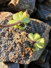 Azorella hydrocotyloides