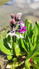 Primula nivalis