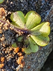 Azorella hydrocotyloides
