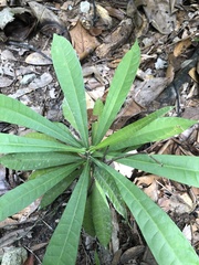 Ancistrocladaceae