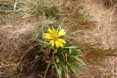 Microseris lanceolata