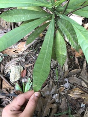Ancistrocladaceae