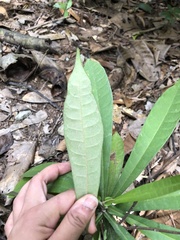 Ancistrocladaceae