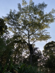 Albizia chinensis