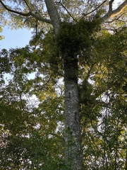 Albizia chinensis