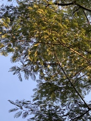 Albizia chinensis