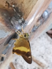 Hasora schoenherr chuza