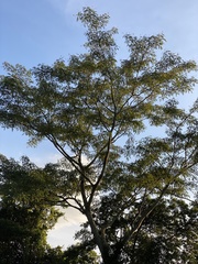 Albizia chinensis