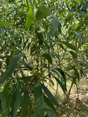 Myoporum acuminatum