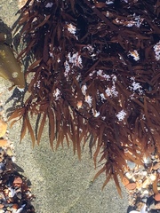 Prionitis lanceolata