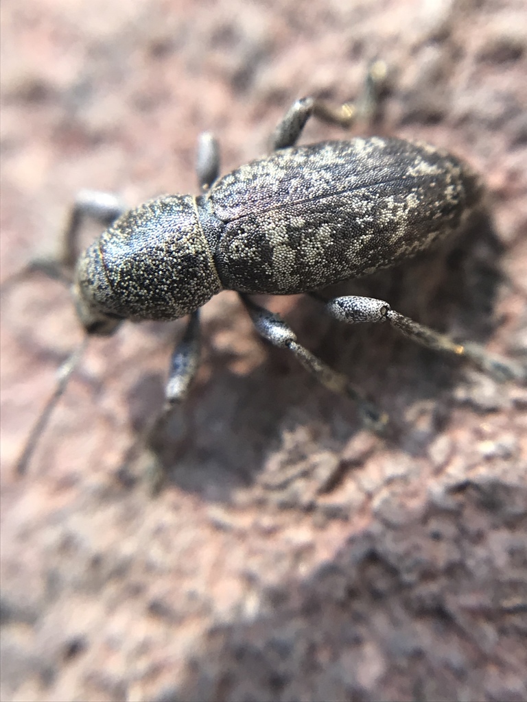 Orimodema