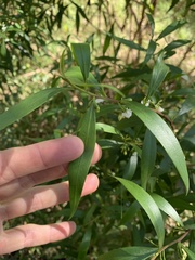 Myoporum acuminatum