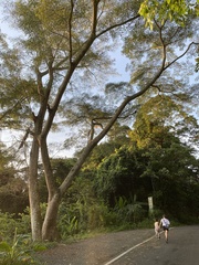 Albizia chinensis