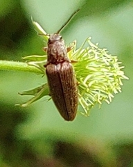 Dixicollis divaricatus