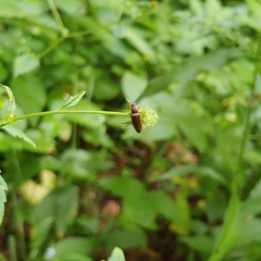 Dixicollis divaricatus