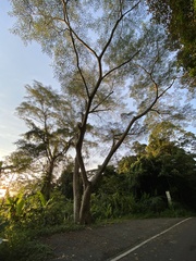 Albizia chinensis