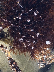 Prionitis lanceolata