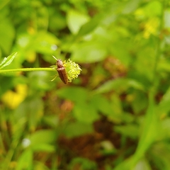 Dixicollis divaricatus