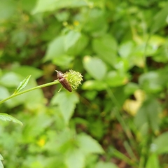 Dixicollis divaricatus