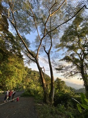 Albizia chinensis
