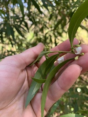 Myoporum acuminatum
