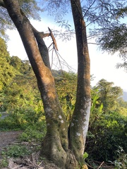 Albizia chinensis