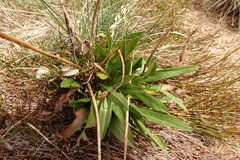 Microseris lanceolata