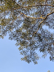 Albizia chinensis