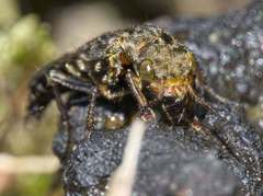 Ontholestes tessellatus