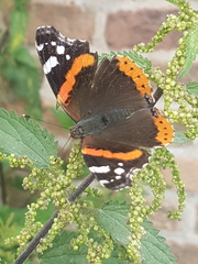 Vanessa atalanta