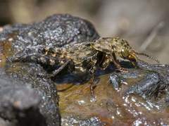 Ontholestes tessellatus